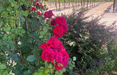 Serene Vineyard•Deck, Pickleball, Views~ Near Town - Foto 32