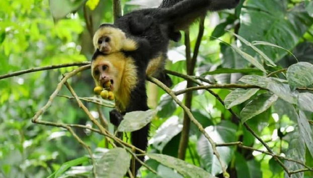 Entdecken Sie den Tortuguero Nationalpark – Ganztägige Tour - Foto 4