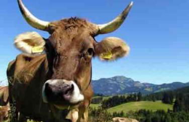 Exklusives Apartment mit Schwimmbad im Allgäu - Foto 29