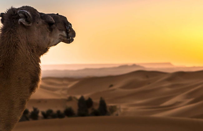 Desert Sunrise or Sunset in Merzouga - Foto 1