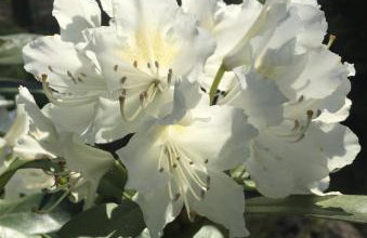 Dom Letniskowy na Kaszubach z podgrzewanym basenem - Foto 26