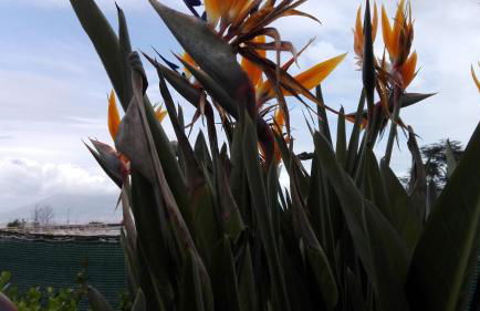 MONOCAMERA con TERRAZZOgiardino -STUDETTE -zona Panoramica POSILLIPO - Photo 20