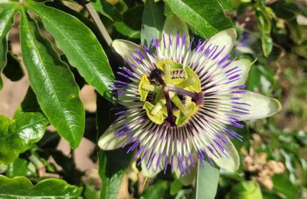 Les Gites de l'Herperie - Foto 33