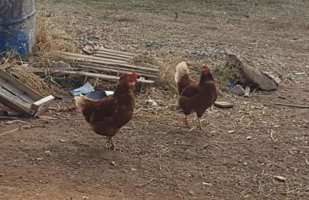 EL SITIO DE SU RECREO - Foto 20