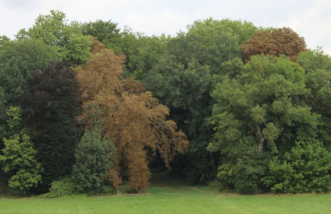 Château de Blet - Foto 63