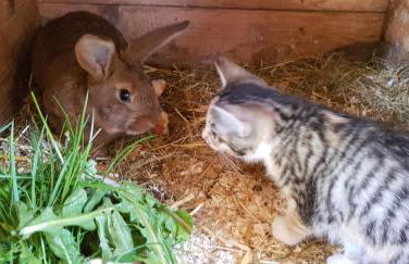Ferienwohnung Hillig - Foto 42