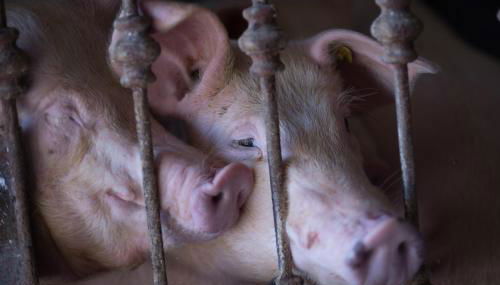 Il Dosso Agriturismo - Foto 5