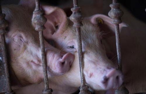 Il Dosso Agriturismo - Foto 5