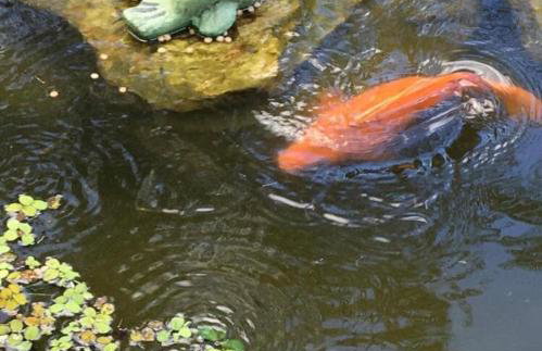 Rancho Refugio Verde AL - Foto 37