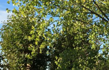 Casa do Hibisco - Foto 13