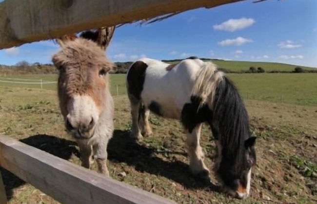Merlin Farm Cottages Mawgan Porth - Foto 18
