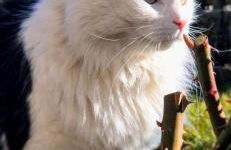 WEINBERG APARTMENTS with Brixen Südtirol Card - Photo 40