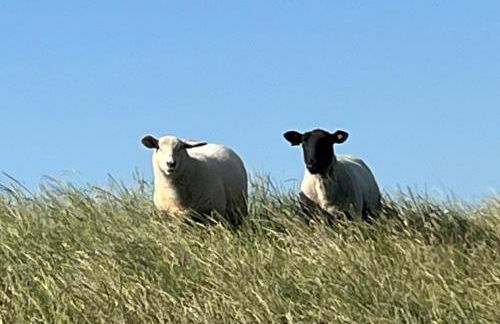 Ferienwohnung Treeneglück - Foto 22