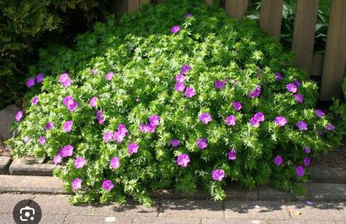 Juwel von Koserow! Ferienwohnung mit Terrasse und kleinem Garten - Foto 19