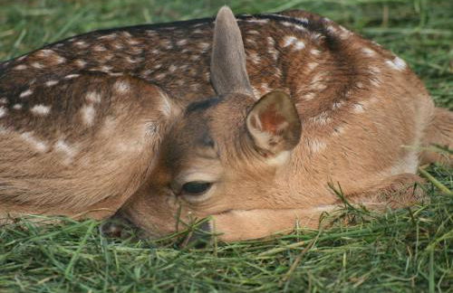 Ferienhaus Wieke - Foto 98