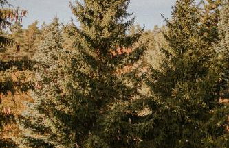 Przylesie 12 - Foto 46