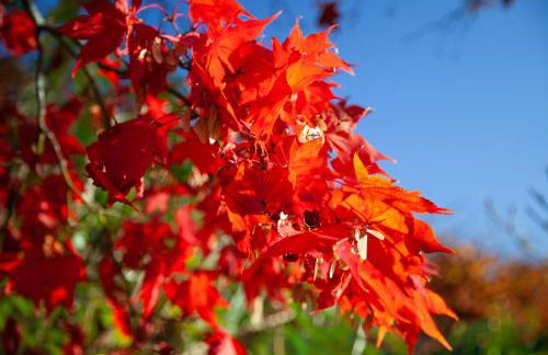 Drumfin Cottage - Foto 23