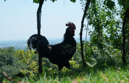 Agriturismo Ai Dossi - Foto 72