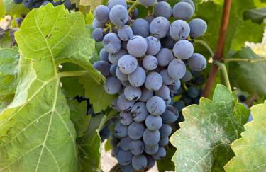 Verde Oliva Residence - Foto 34