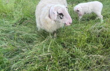 Niederrhein Kaue - Foto 22