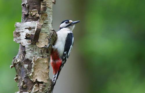 Bird Cottage, Burgh - Foto 19