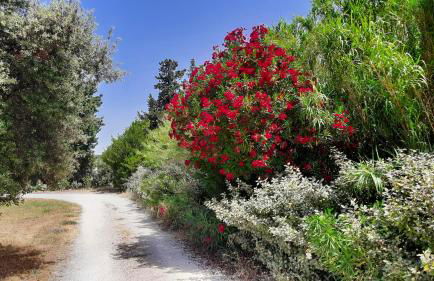 Mas Sansonnets - Foto 19