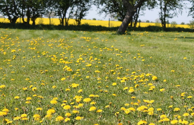 Wohnung in Neuburg Nahe Ostseestrand - Foto 15