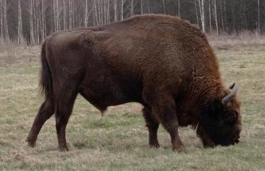 Agroturystyka Przy Siole Budy - Foto 39