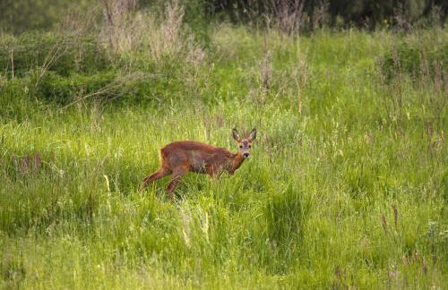 Ferienhaus am Garder See Inselblick - Foto 42