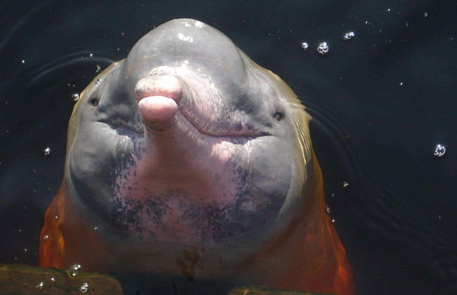 Rio Negro Tour - Photo 6