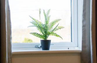 Pine Cones - Foto 11