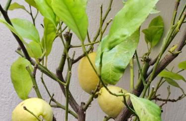 Le Clio Hyper Centre proche Promenade - Foto 8