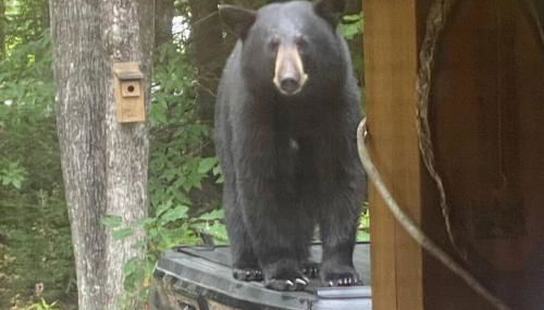 Couples Getaway Log Cabin in the White Mountains - Foto 4