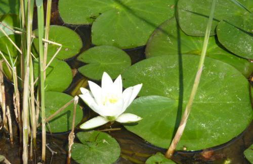 "Sielski Zakątek" - domek całoroczny - Foto 43