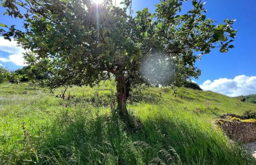Hilly Haven & Luxury Wagon in the Forest of Dean - Foto 20