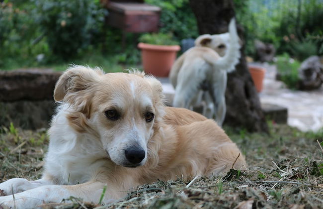 Casa Lisetta - Foto 24