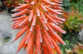 Panoramic villa on top of Capo Falcone - Foto 44