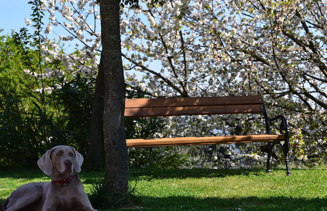 Agriturismo Monte a Pescia - Foto 63