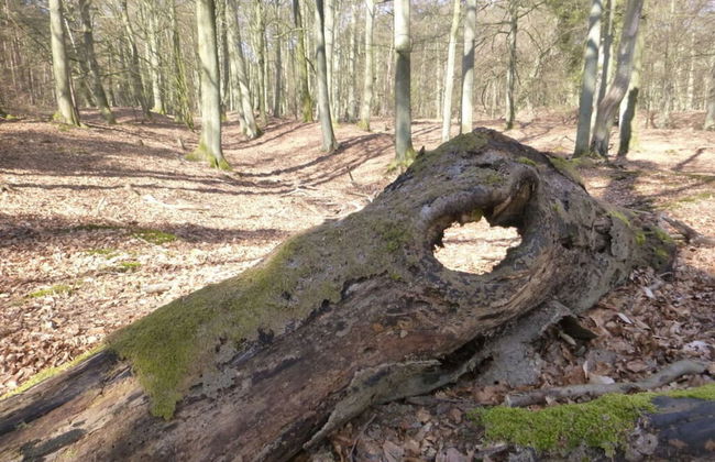 Baltic Sea Dromelhus - Foto 19