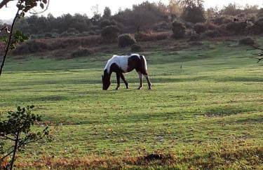 Spacious family cottage with private garden and forest walks - Foto 22