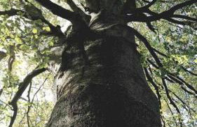 Lawendowa Malanówka - domek nad jeziorem - Foto 19