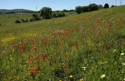 Agriturismo cavallin del papa - Foto 3