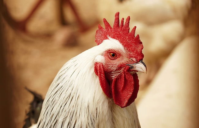 Mickels bondgårdsglamping - Foto 12