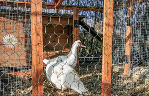 Little Malory - Foto 22