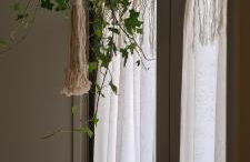 Musa Paradisiaca - Foto 34