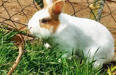 Lehmannshof Ferienwohnungen - Foto 7