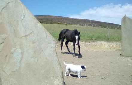 Scorrabrae Orphir Mainland Orkney South Shore Retreat - Photo 74