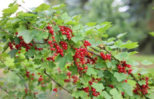 Drzewiecka Chata - Foto 39