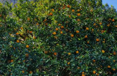 Apartamentos Rurales Corias - Foto 32