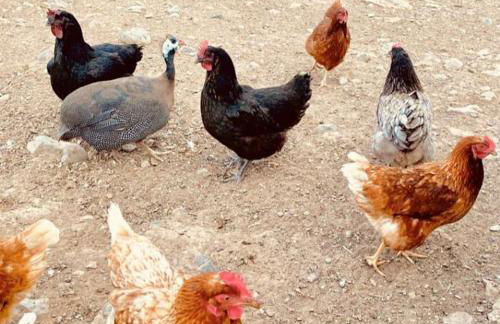 Monte da Figueira - Foto 50